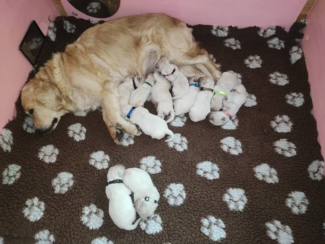 Les bébés sont là