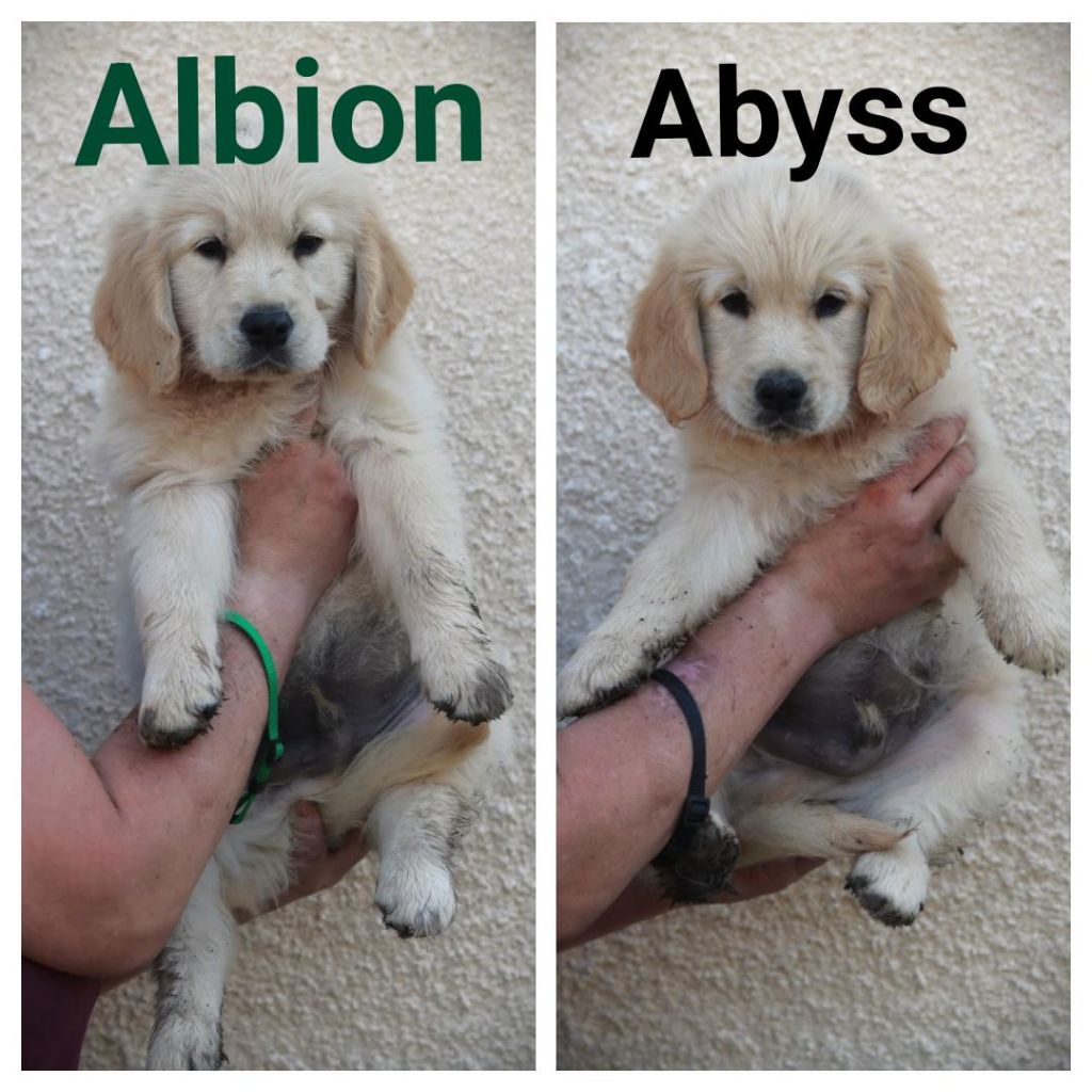 2 petits mâles disponibles 