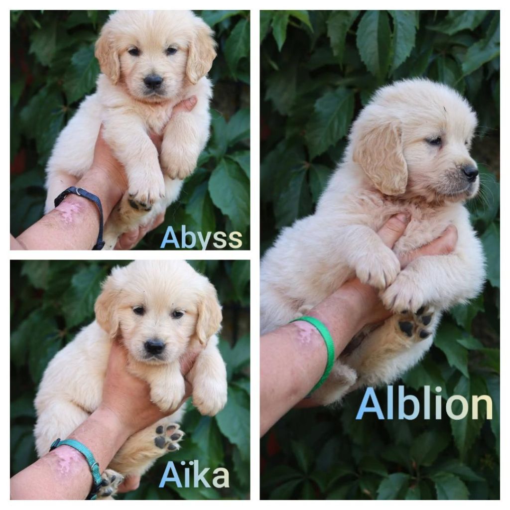 3 bébés disponibles 