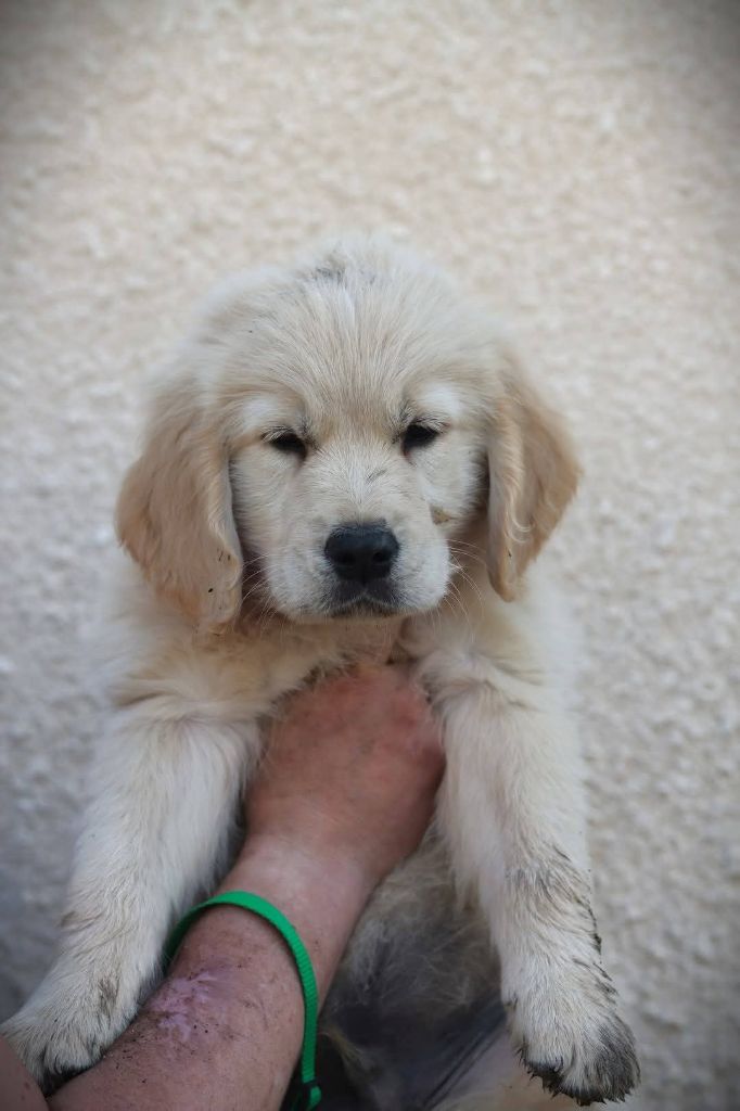 Of Blackpearl Team - Chiots disponibles - Golden Retriever