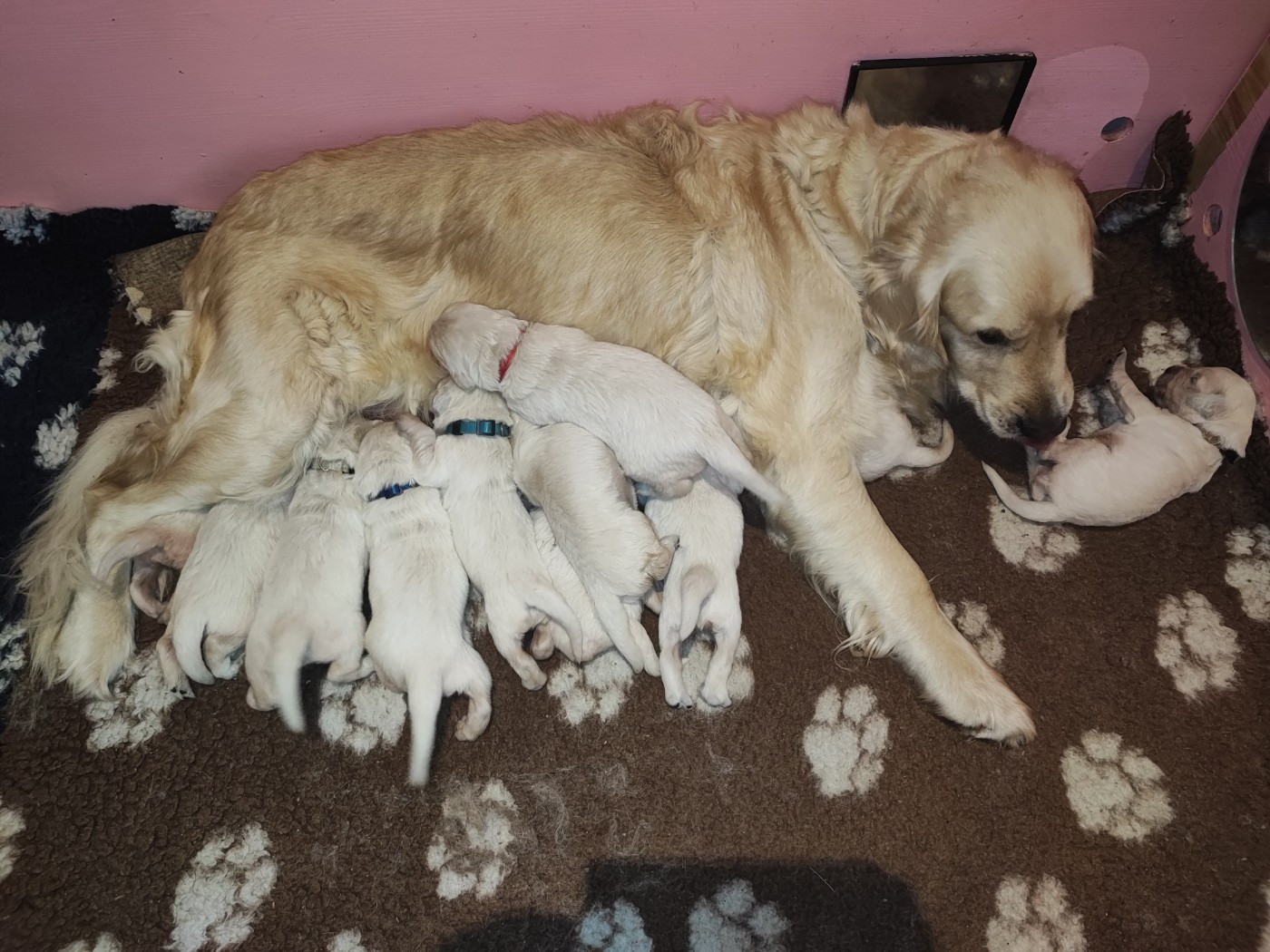 Chiot Golden Retriever Of Blackpearl Team