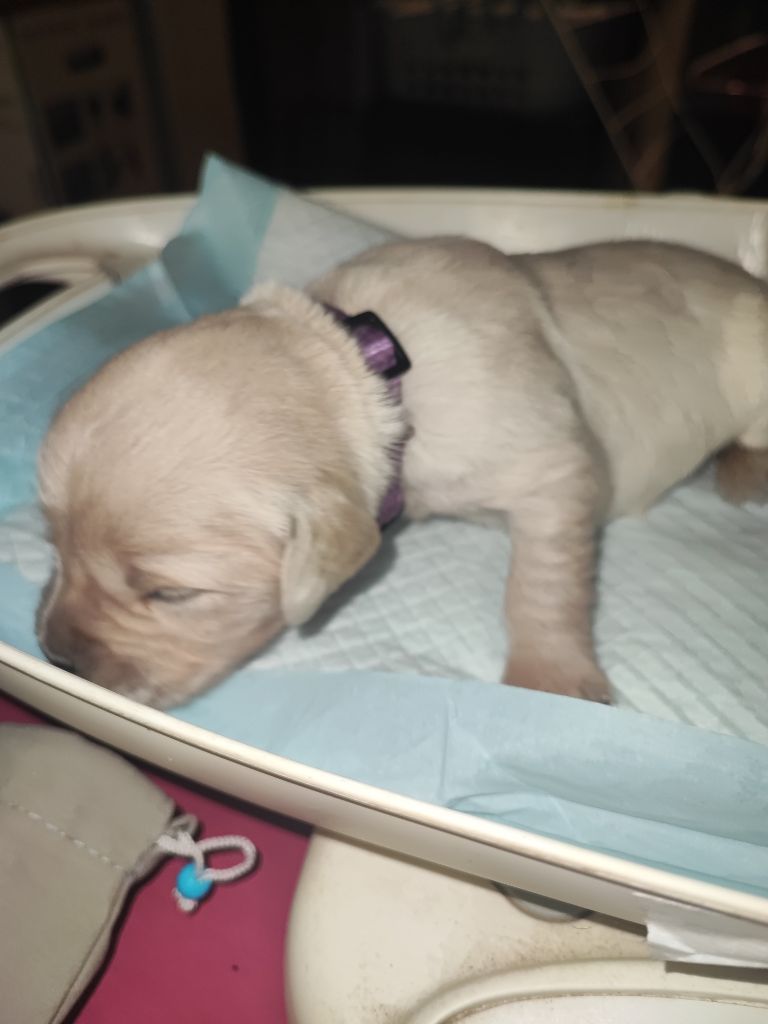 Of Blackpearl Team - Chiots disponibles - Golden Retriever
