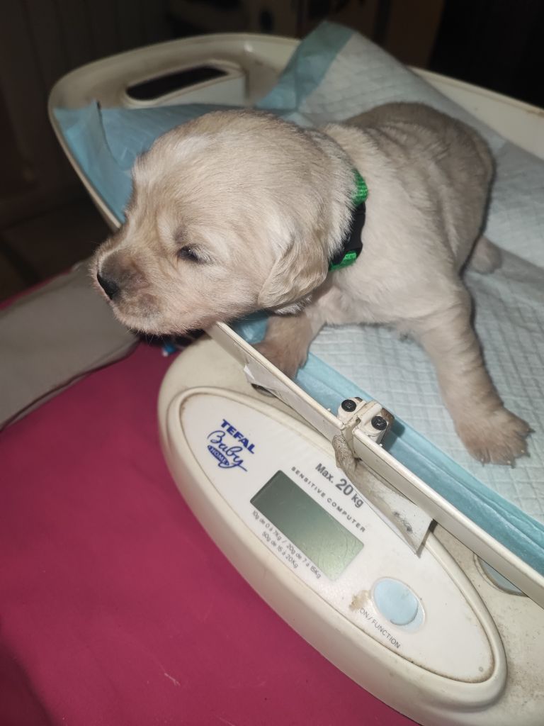 Of Blackpearl Team - Chiots disponibles - Golden Retriever