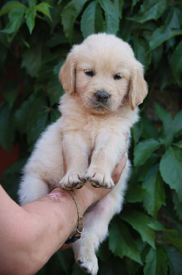 Arwen