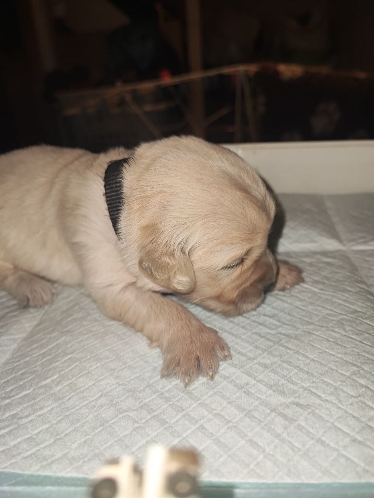 Of Blackpearl Team - Chiots disponibles - Golden Retriever
