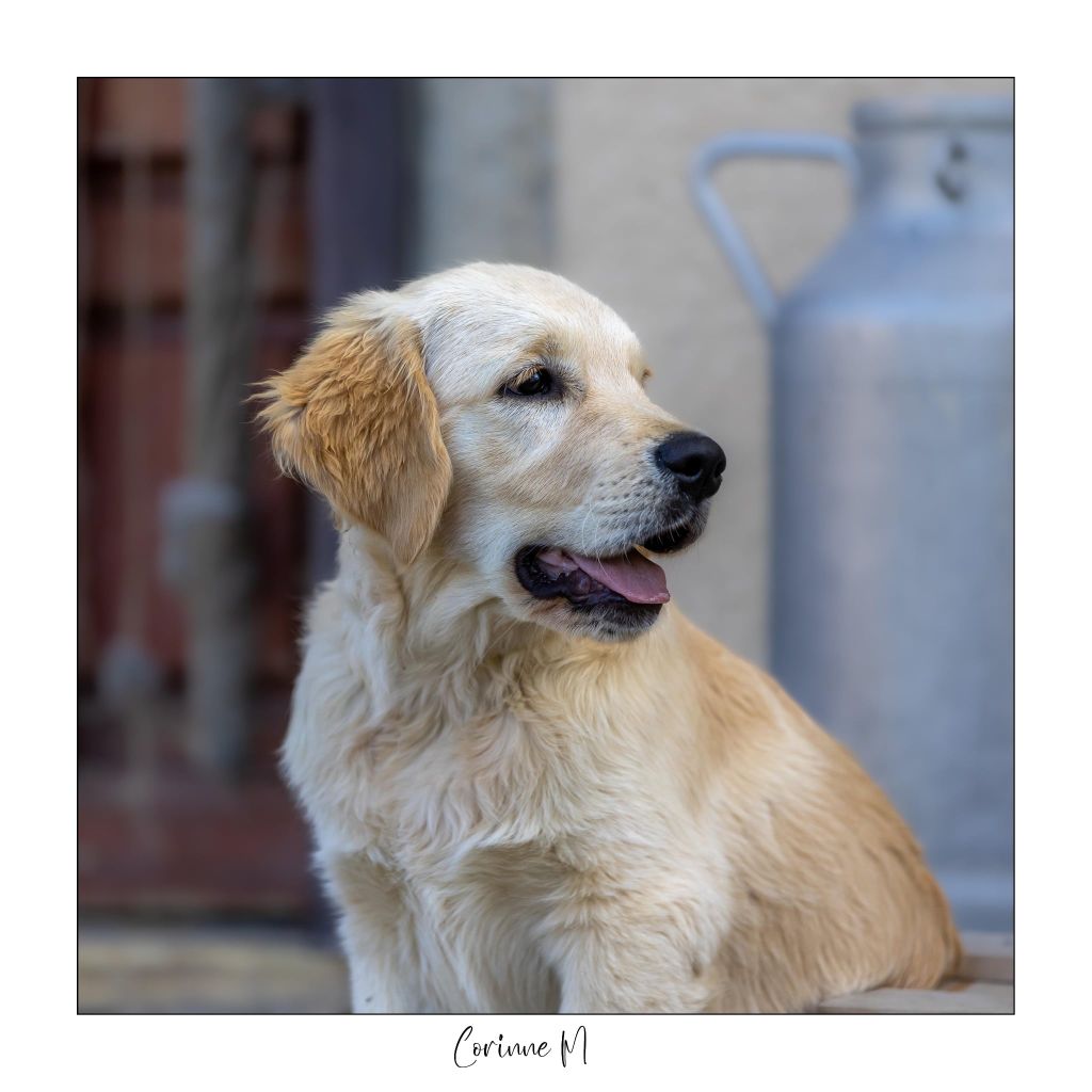 Of Blackpearl Team - Chiots disponibles - Golden Retriever