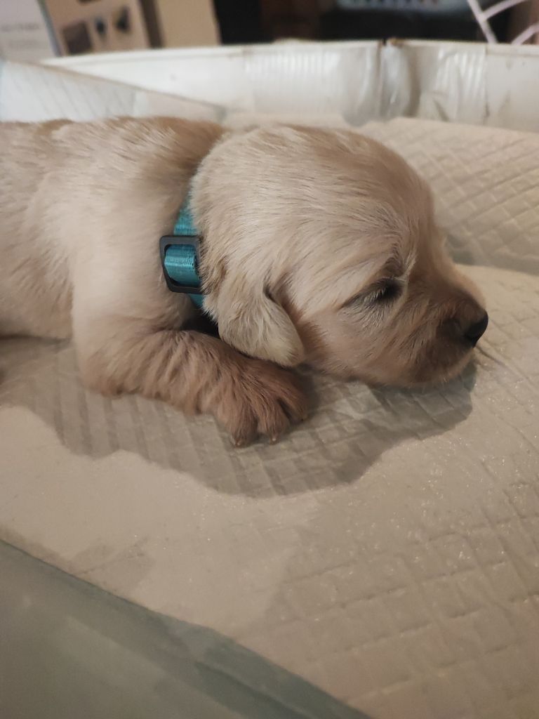 Of Blackpearl Team - Chiots disponibles - Golden Retriever