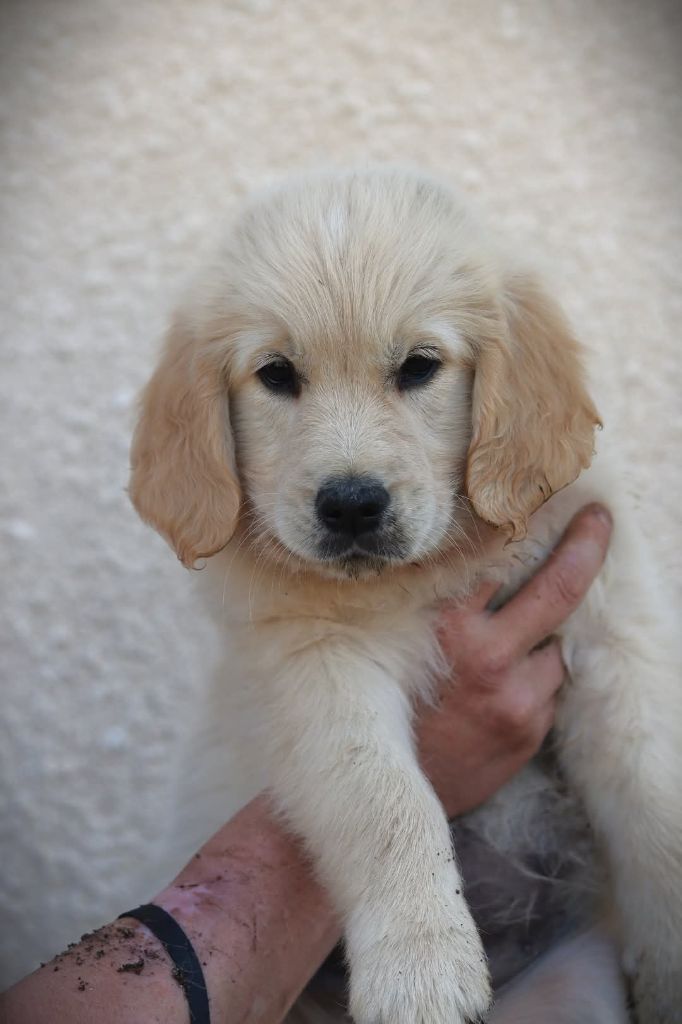 Of Blackpearl Team - Chiots disponibles - Golden Retriever