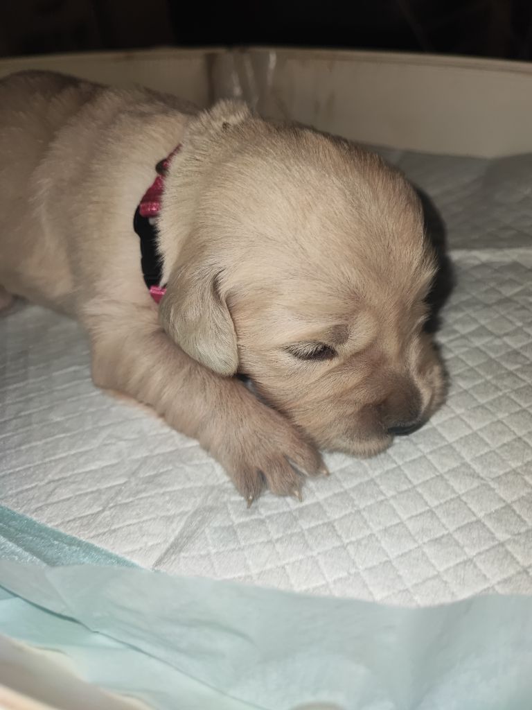 Of Blackpearl Team - Chiots disponibles - Golden Retriever